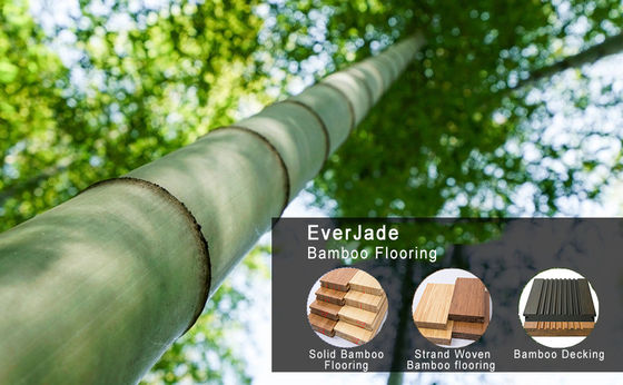 Ein Hauch moderner Eleganz mit Holzkohle-Design-Stil Öko-Wald-Bambus-Boden